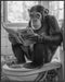 Posterizer 1 pcs-cute funny chimp reading newspaper on toilet-1-Bathroom Restroom Art-Art for Animal Lovers-Gift for Daughter, Son, Kids- unframed...